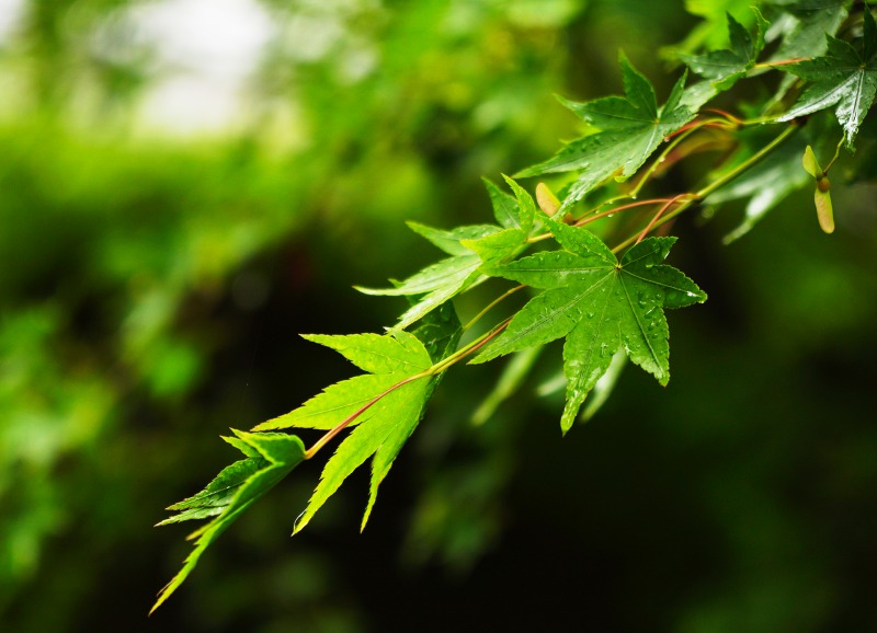 植物の描き方を解説 写真をもとにリアルな紅葉の葉っぱを描く方法 Tasogare Ya Illustrarion Institute